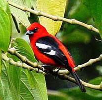 pale mandile san jorge ecolodge quito ecuador birding